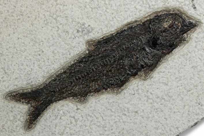 Detailed Fossil Fish (Knightia) - Wyoming #382764
